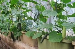 适合阳台种的高产菜，一个泡沫箱可以种几棵黄瓜